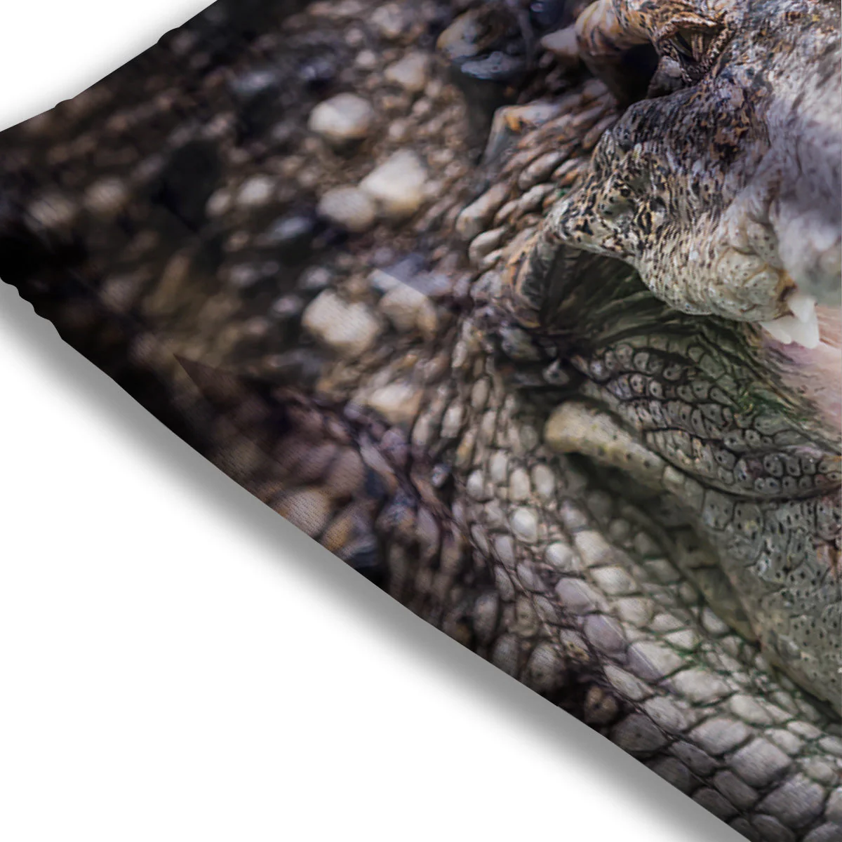Portrait Crocodile Print Mesh Shorts - Image 3